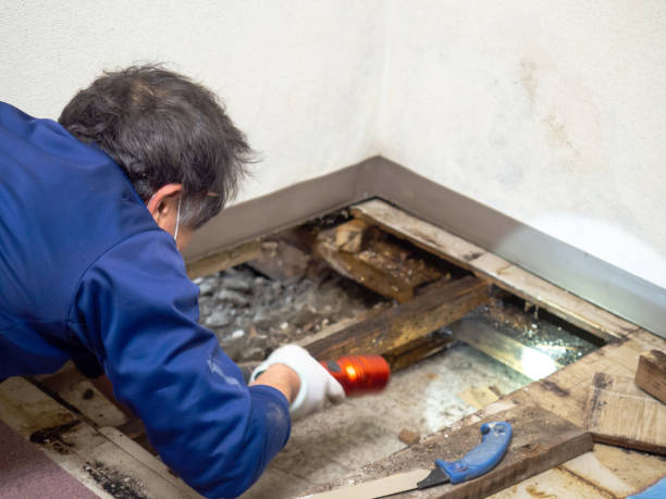 Office Mold Removal Services in Fullerton, PA